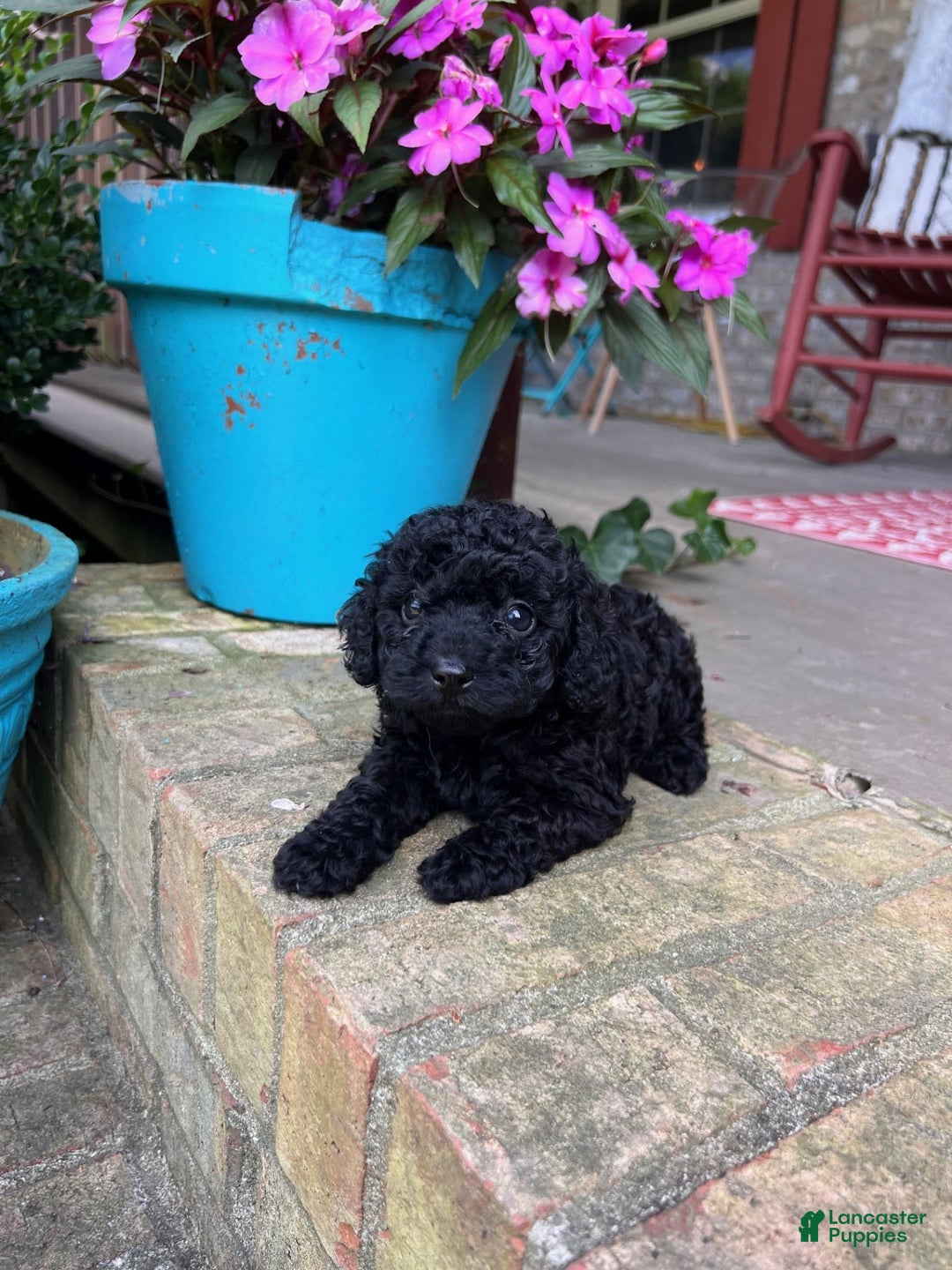 Cavapoo dogs for sale: Rowdy - Image 3