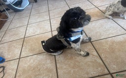 Shih Tzu dogs for sale: Baruch - Image 6