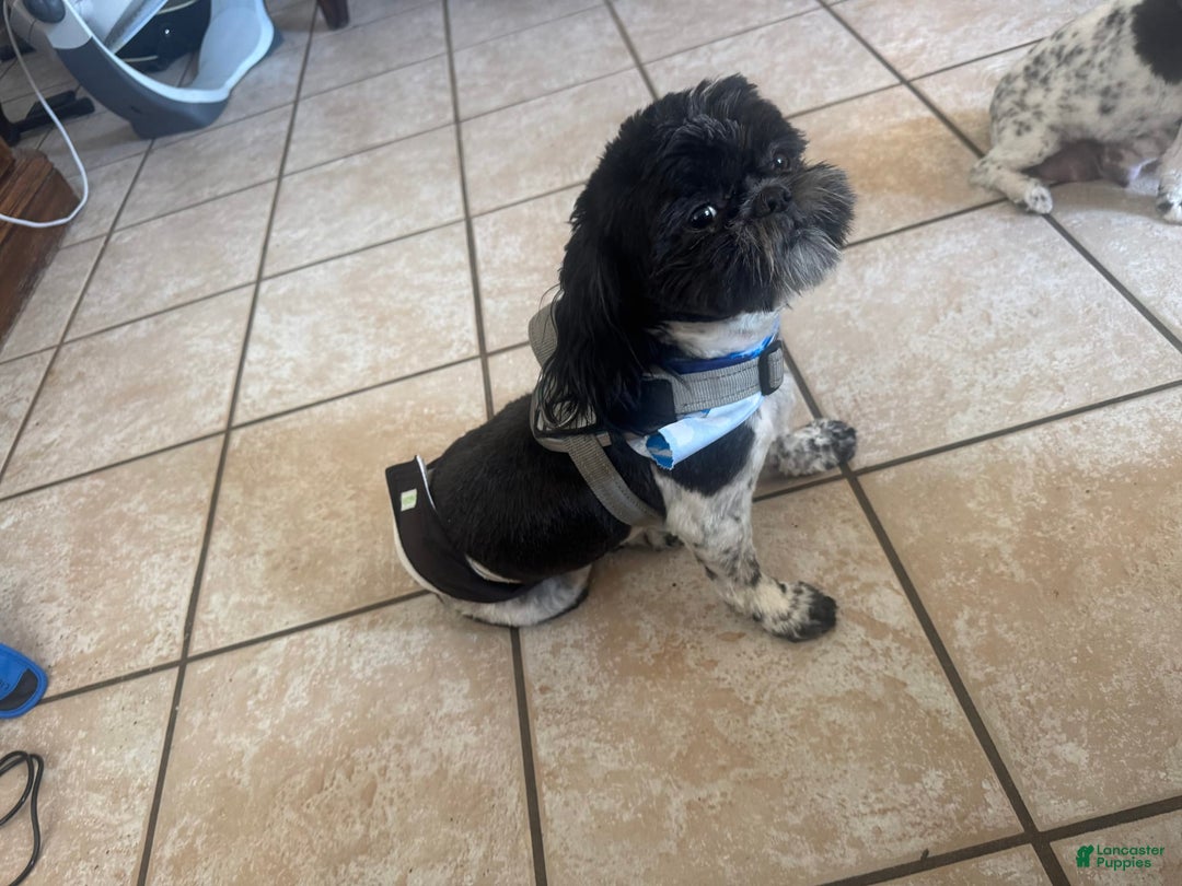 Shih Tzu dogs for sale: Baruch - Image 6