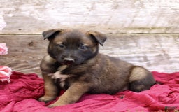 Belgian Malinois dogs for sale: Josiah - Image 2