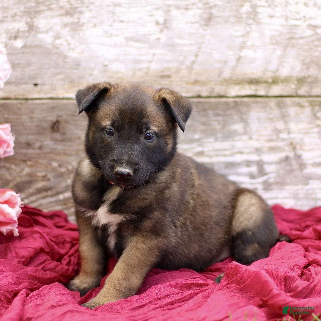 Belgian Malinois dogs for sale: Josiah - Image 2