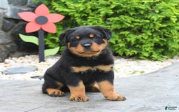 Rottweiler dogs for sale: Roman - Image 1