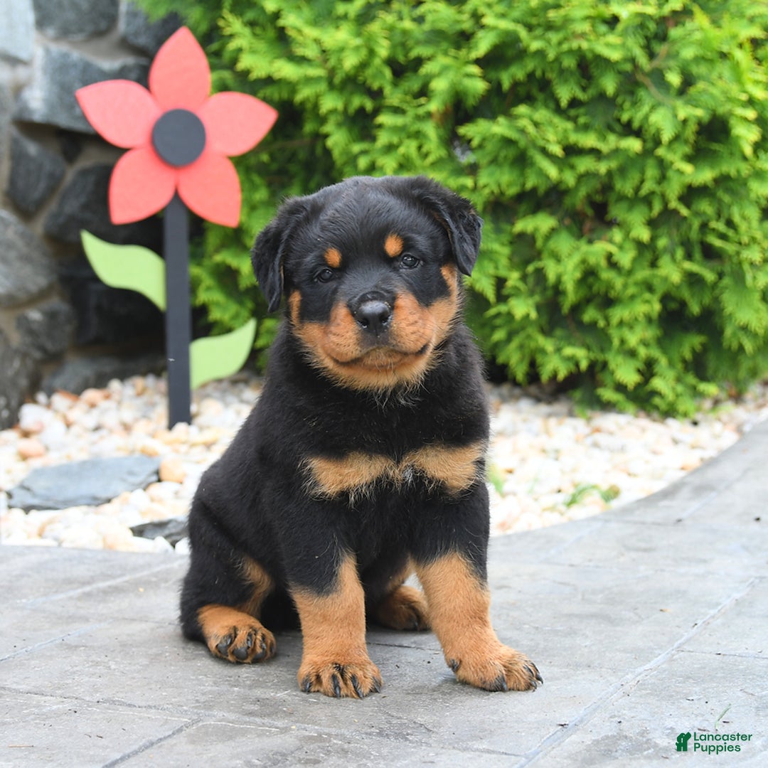 Rottweiler dogs for sale: Roman - Image 1