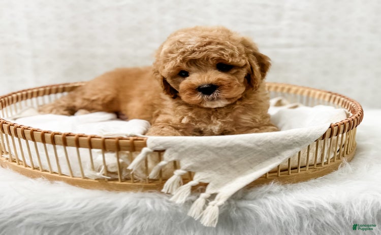 Cavapoo dogs for sale - Ad 2