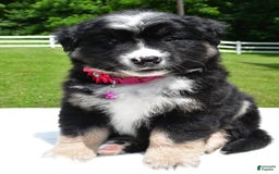 Miniature Australian Shepherd dogs for sale: Jenny - Image 3