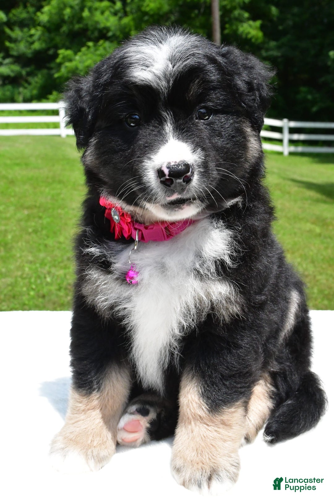 Miniature Australian Shepherd dogs for sale: Jenny - Image 3