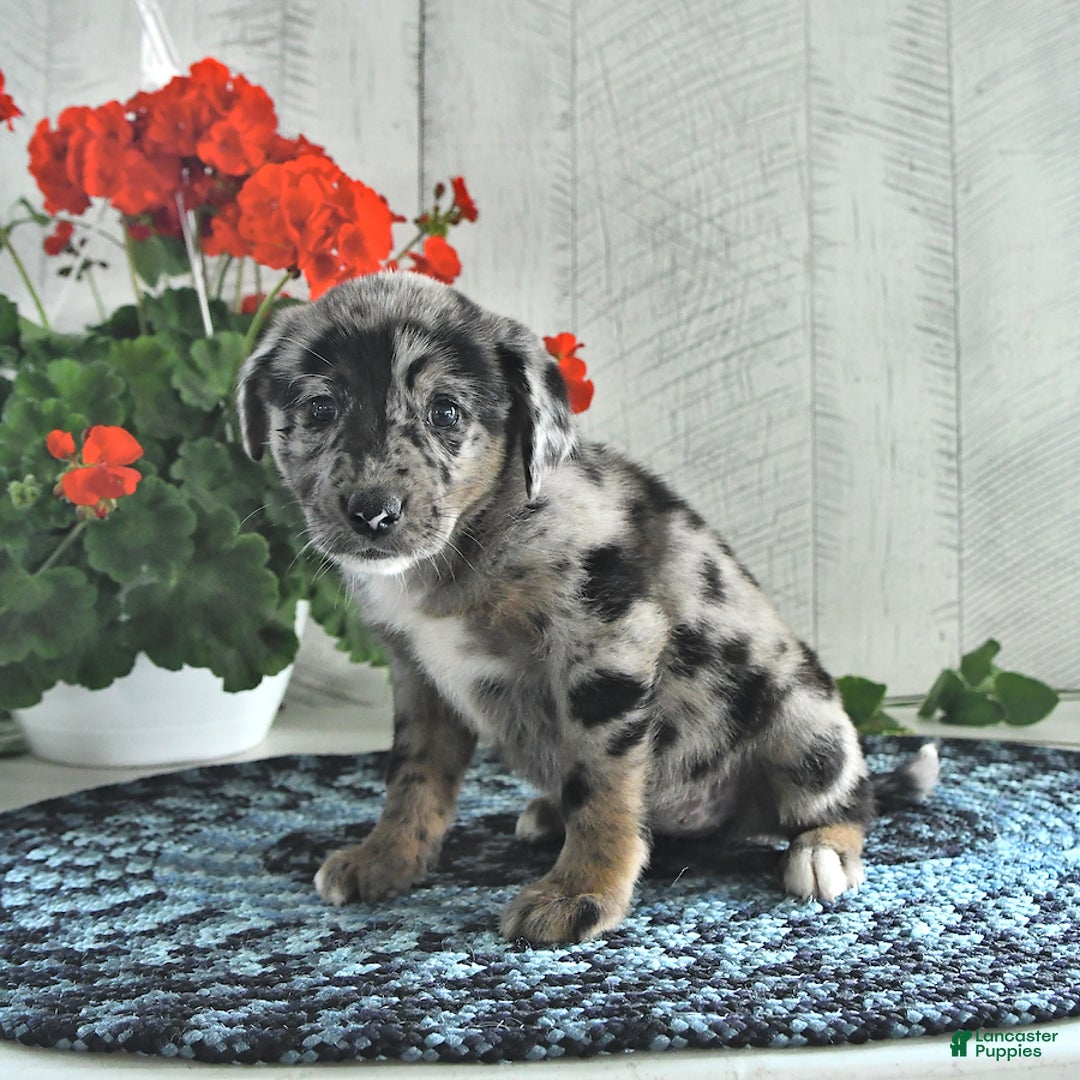 Miniature Australian Shepherd dogs for sale: Chloe - Image 1