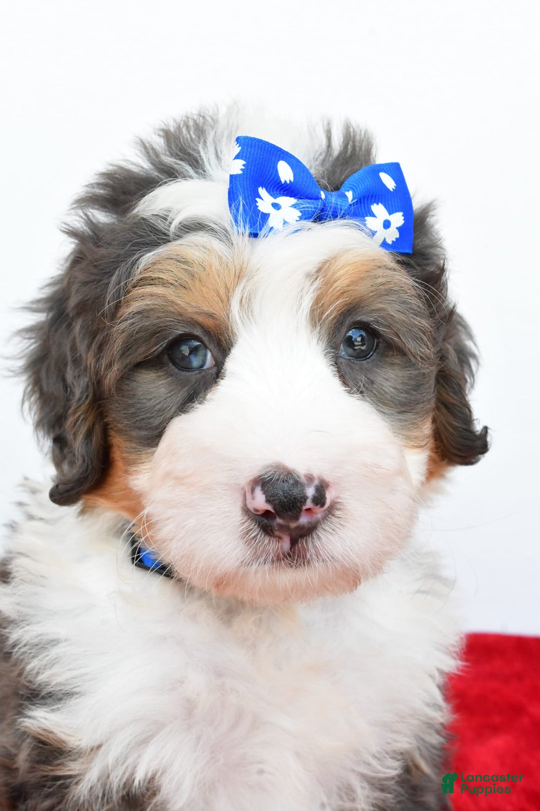 Mini Bernedoodle dogs for sale: Edgar - Image 5