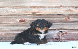 Miniature Poodle dogs for sale: Milo - Image 7