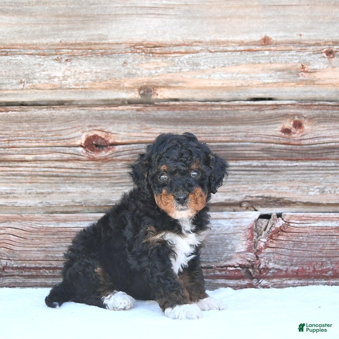 Miniature Poodle dogs for sale: Milo - Image 7