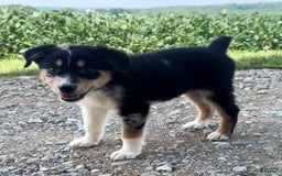 Alaskan Malamute dogs for sale: Kali - Image 7
