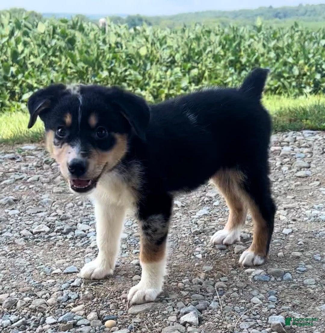 Alaskan Malamute dogs for sale: Kali - Image 7