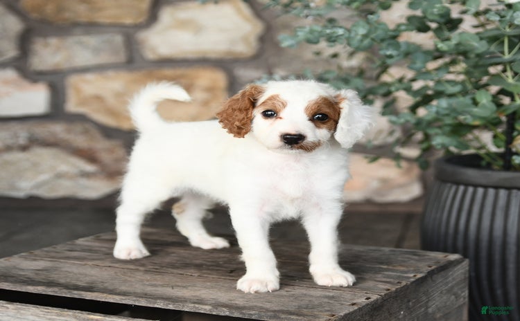 Mini Goldendoodle dogs for sale - Ad 4