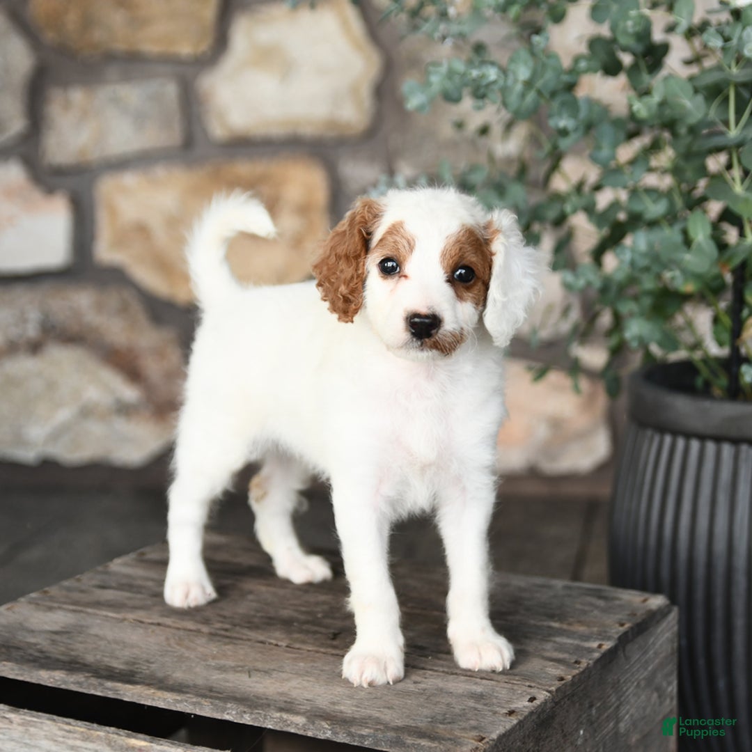 Mini Goldendoodle dogs for sale: Mini Marshmallow - Image 1