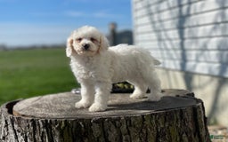 Miniature Poodle dogs for sale: Zella - Image 17