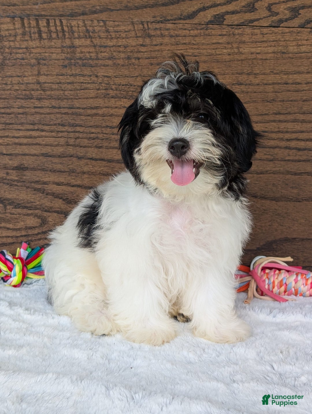Teddy Bear dogs for sale: Bodie - Image 2