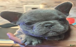 French Bulldog dogs for sale: Thanos - Image 2