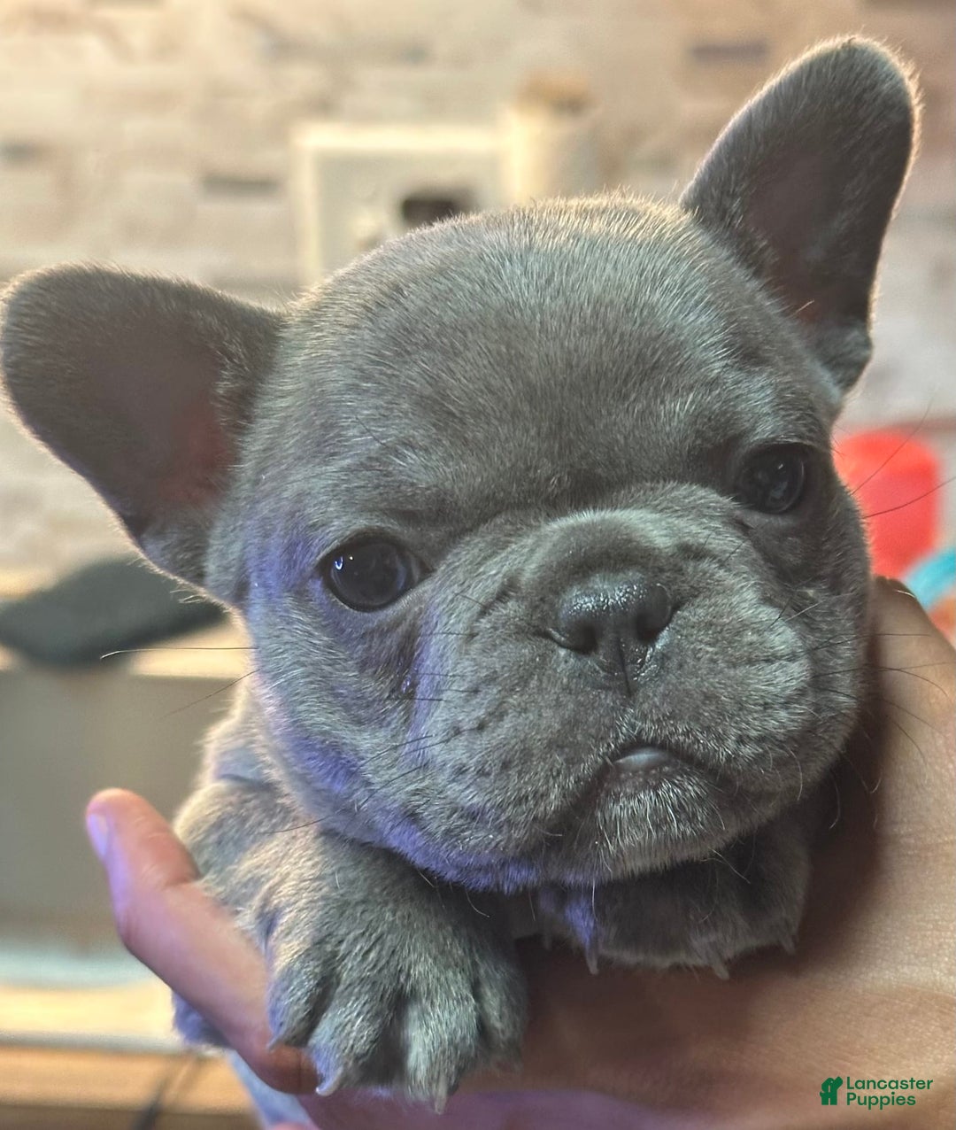French Bulldog dogs for sale: Thanos - Image 2