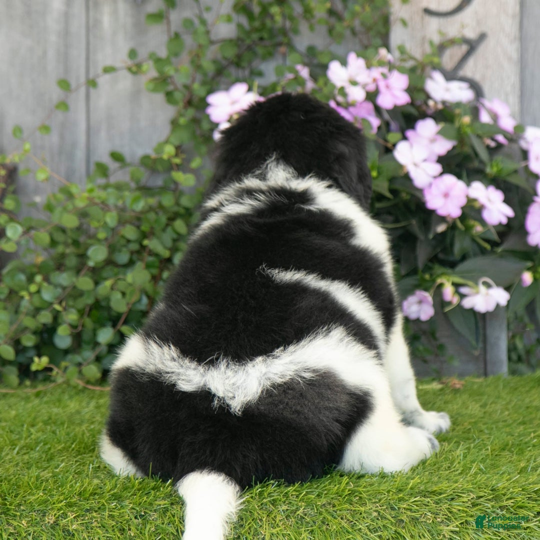 Newfoundland dogs for sale: Toby - Image 3