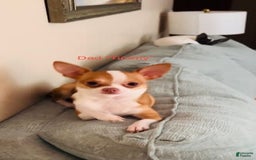 Chihuahua dogs for sale: Mocha - Blue Eyed Dual Pedigreed - Image 6