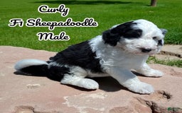Sheepadoodle dogs for sale: Curly - Image 1