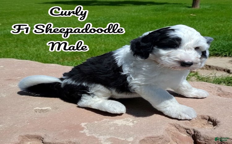 Sheepadoodle dogs for sale - Ad 3