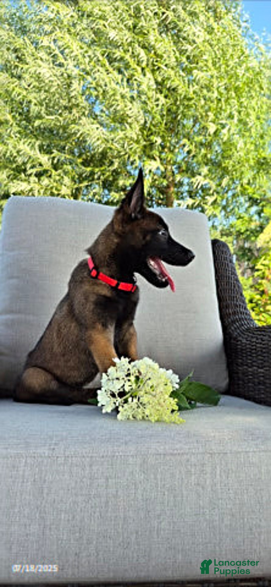 Belgian Malinois dogs for sale: Lark - Image 1