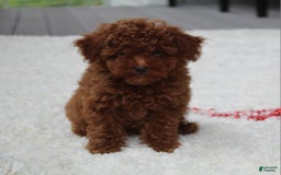 Toy Poodle dogs for sale: Eleanor - Image 24