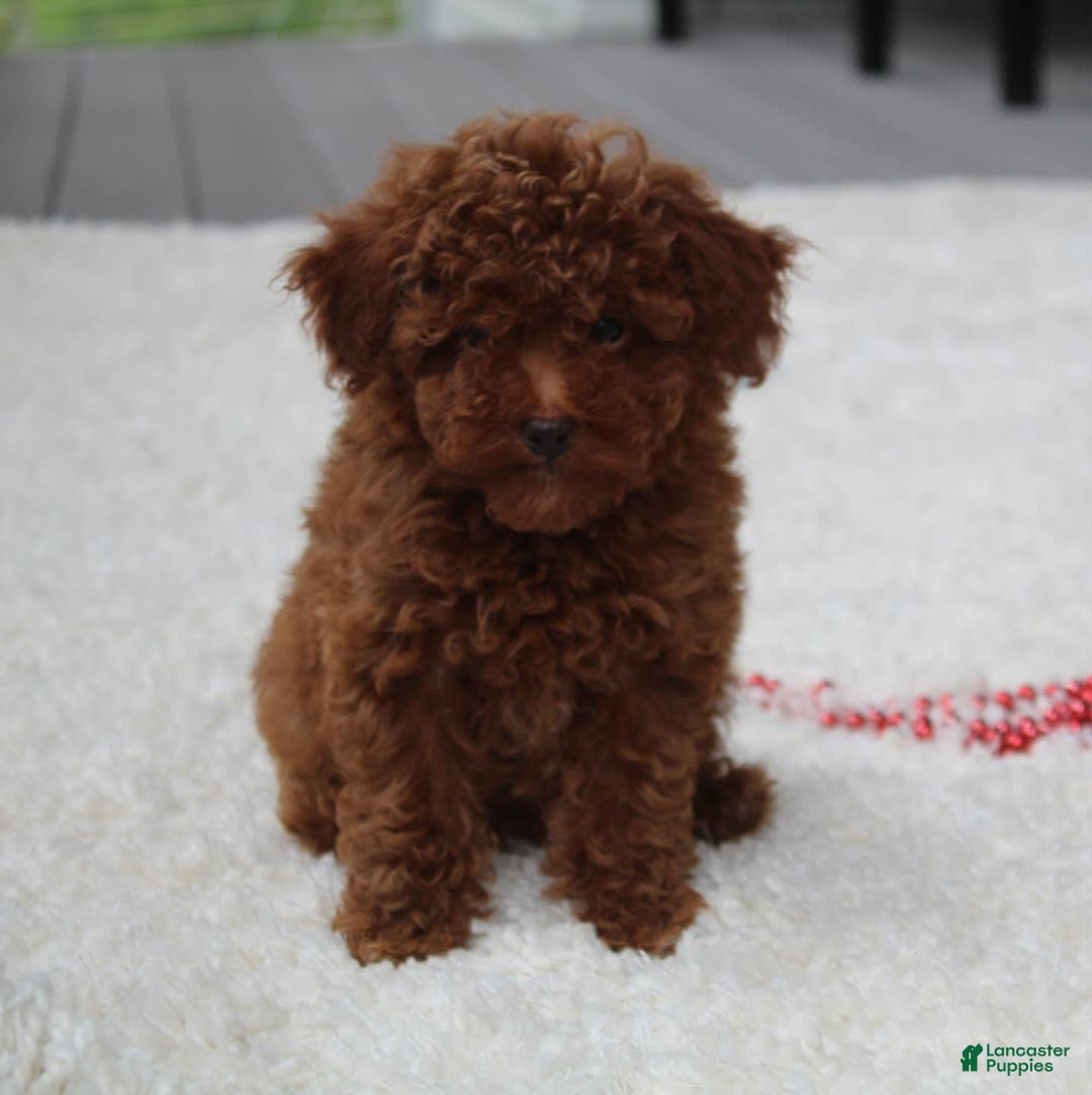 Toy Poodle dogs for sale: Eleanor - Image 24