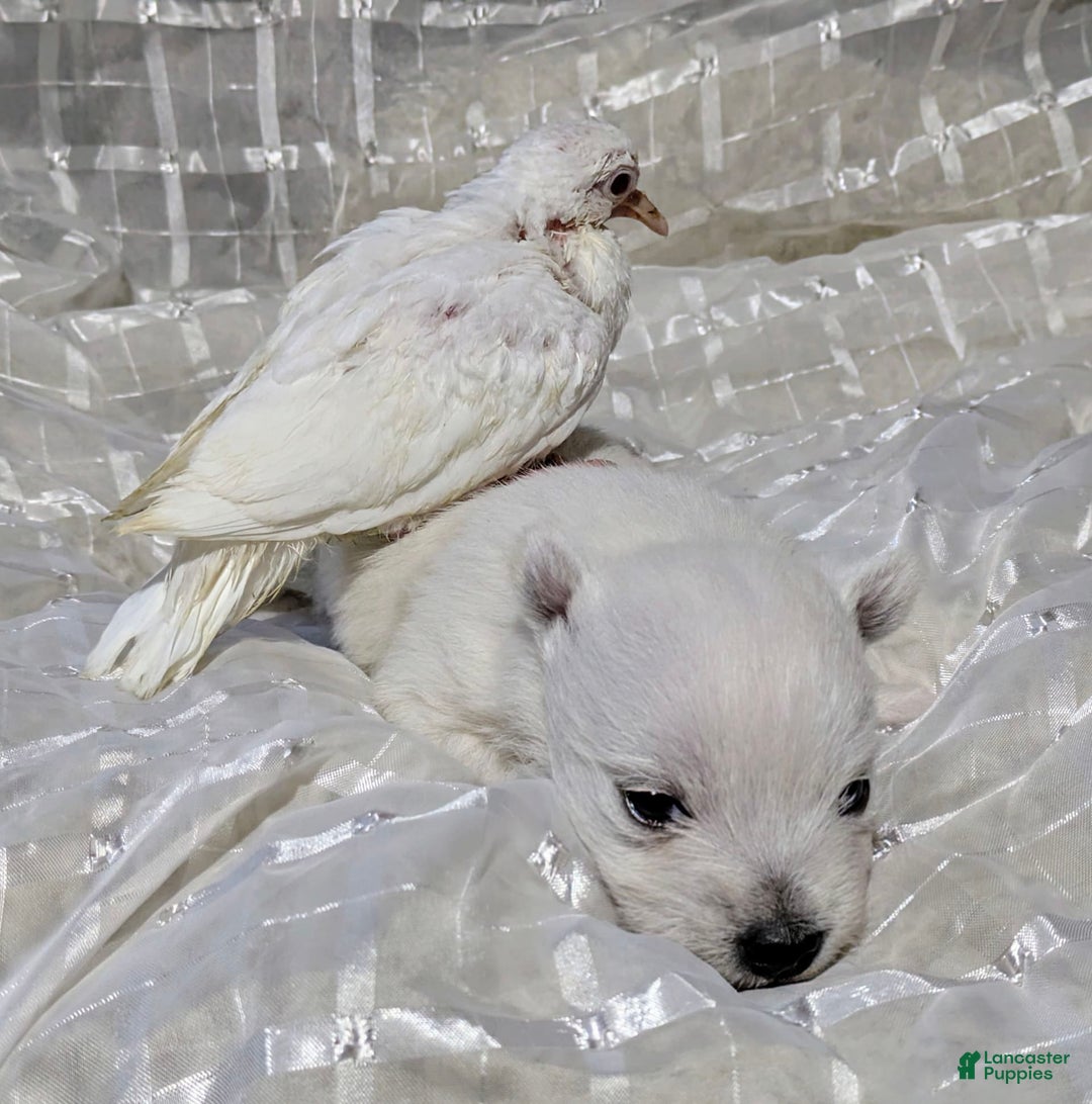 West Highland Terrier dogs for sale: Chip - Image 5