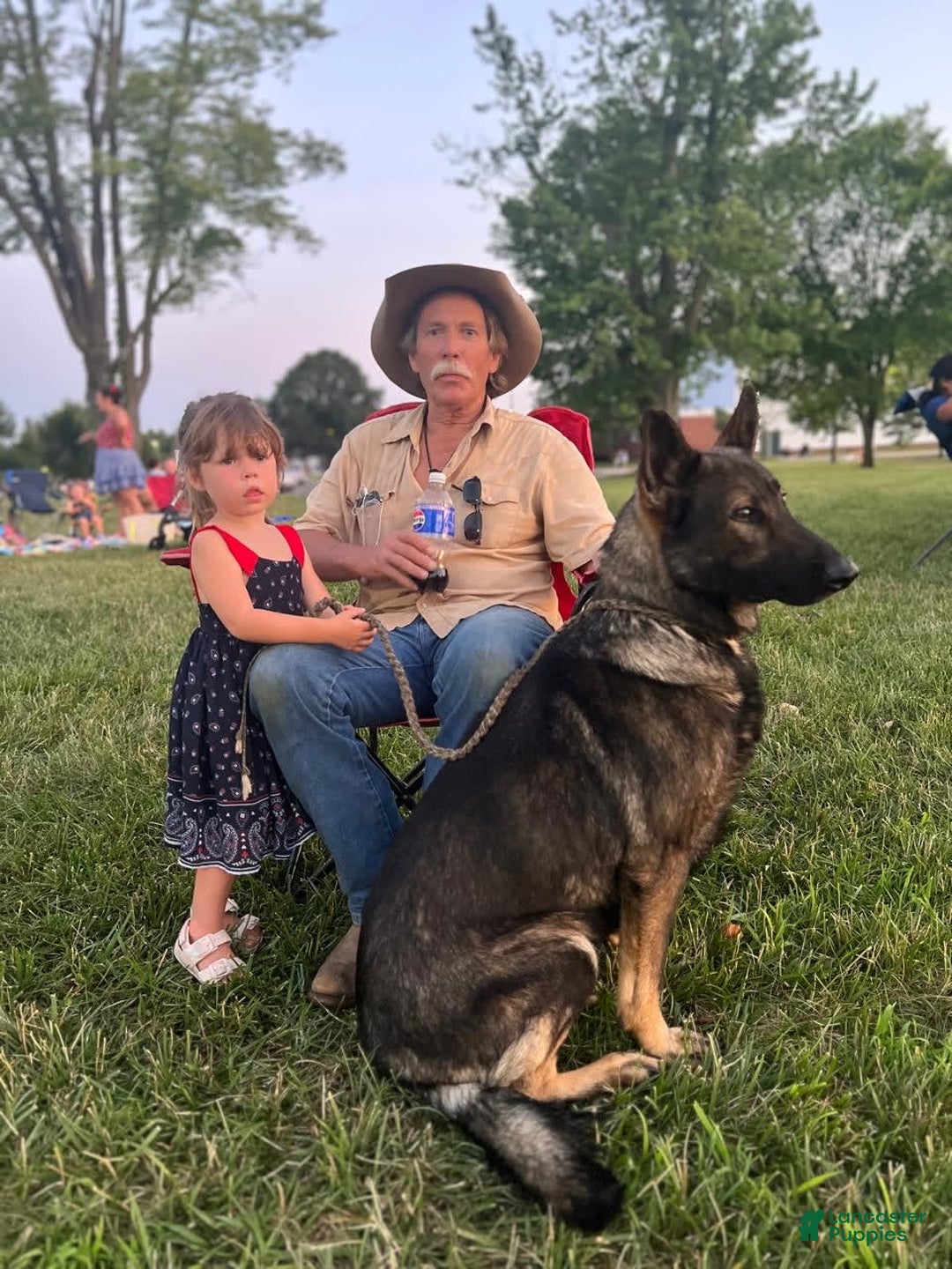 German Shepherd dogs for sale: Pacu - Image 3
