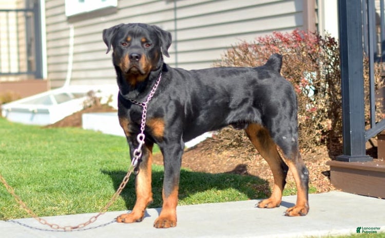 Rottweiler dogs - Advert 32