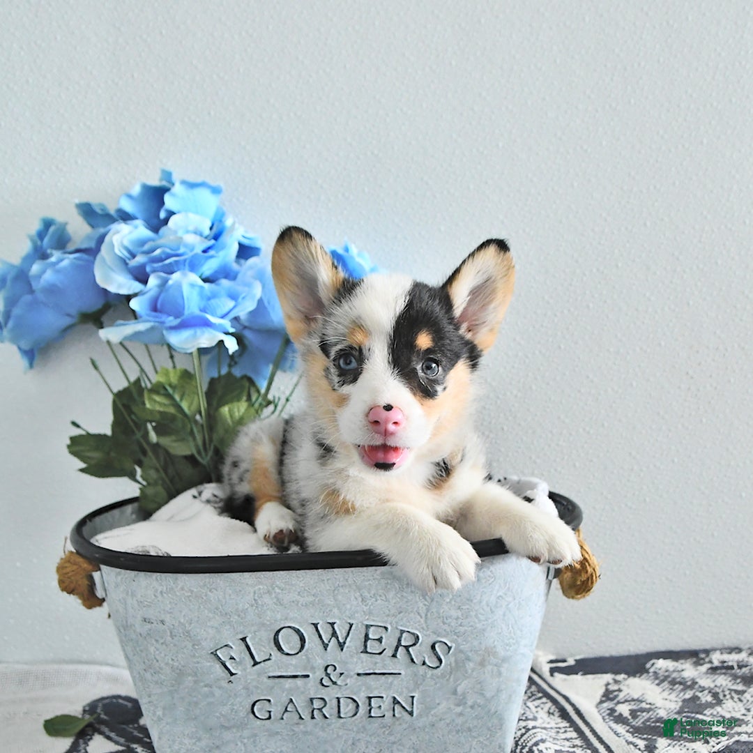 Welsh Corgi Pembroke dogs for sale: Welsh Corgi (Pembroke) 9 puppies - Image 1