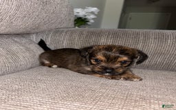 Morkie dogs for sale: Mocha - Image 5