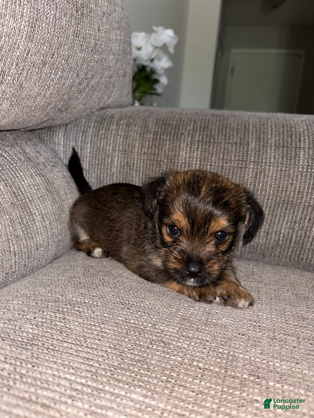 Morkie dogs for sale: Mocha - Image 5