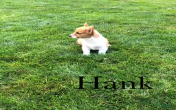 Welsh Corgi Pembroke dogs for sale: Hank - Image 4