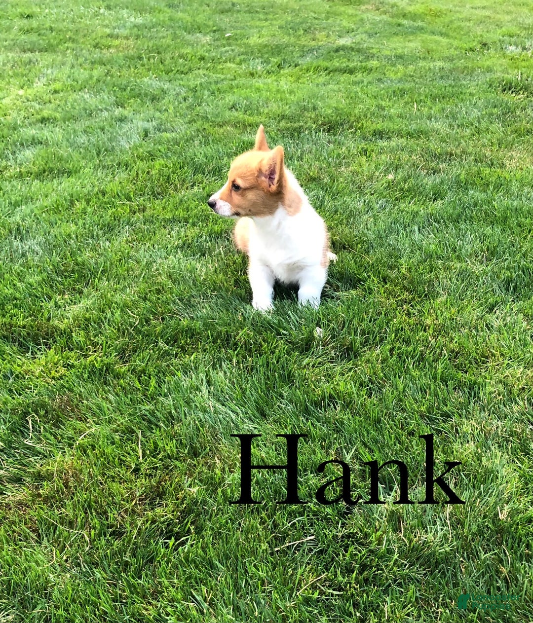Welsh Corgi Pembroke dogs for sale: Hank - Image 4