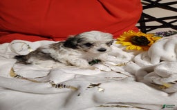 Maltipoo dogs for sale: Sweet Pea - Image 12