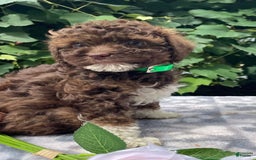 Toy Poodle dogs for sale: Gigi - Image 6
