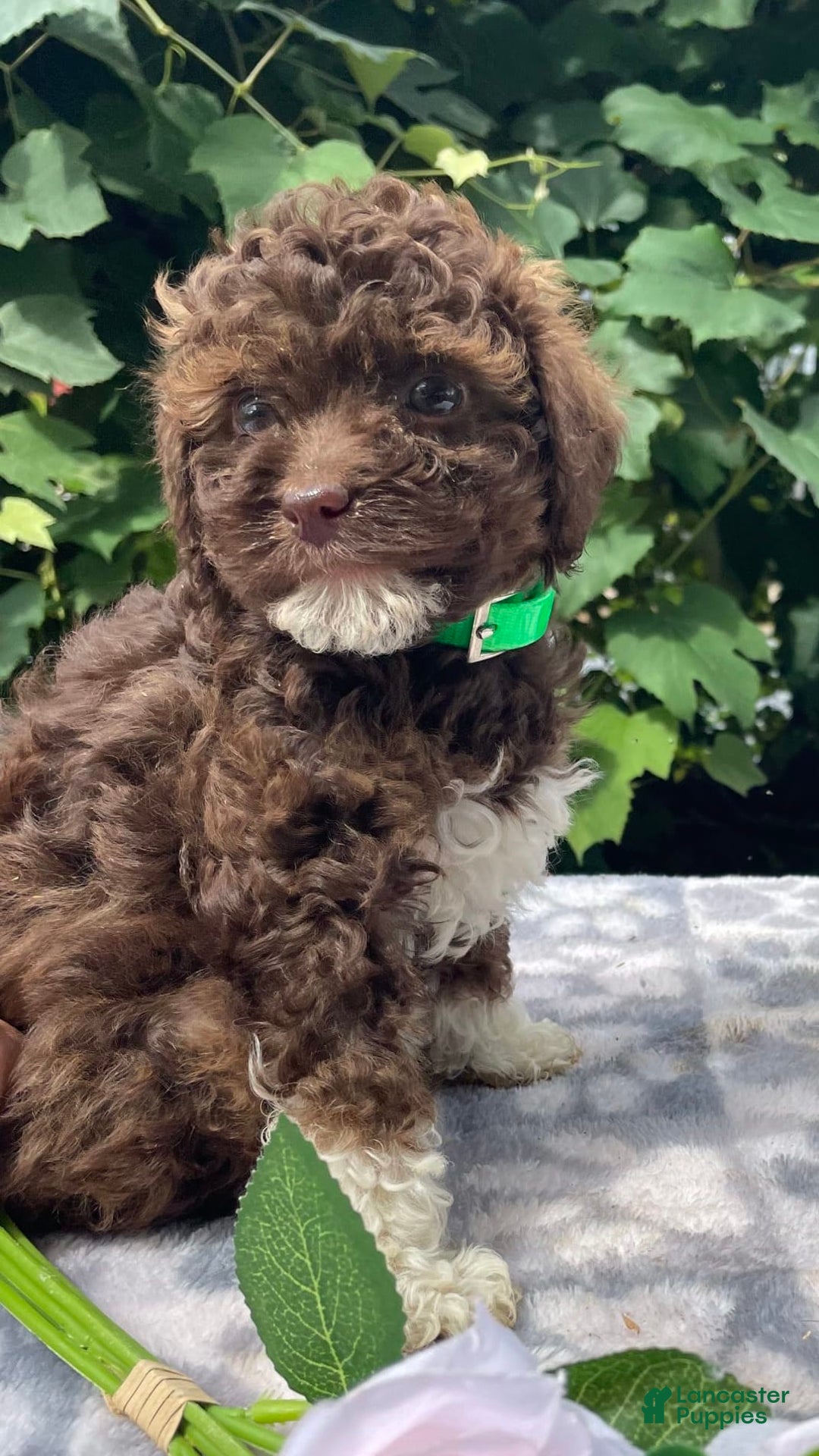 Toy Poodle dogs for sale: Gigi - Image 6