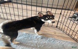 Alaskan Klee Kai dogs for sale: Naymeria - Image 6