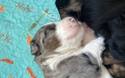 Bernedoodle dogs for sale: Merle Girl B - Image 4