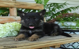 German Shepherd dogs for sale: Moose - Image 3