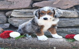 Aussiedoodle dogs for sale: Mason - Image 1