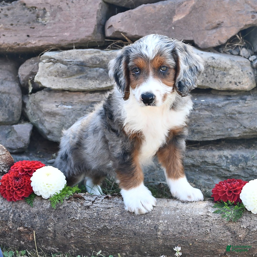 Aussiedoodle dogs for sale: Mason - Image 1
