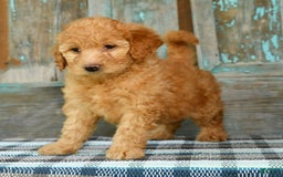 Mini Goldendoodle dogs for sale: Hallie - Image 7
