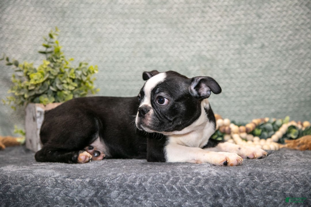Boston Terrier dogs for sale: Denny - Image 6