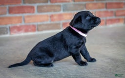 Labrador Retriever dogs for sale: Raven - Image 3
