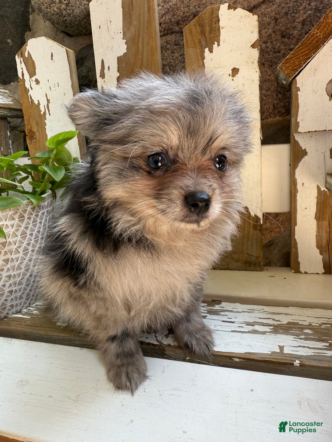 Pomeranian dogs for sale: Rusty - Image 2