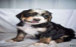 Bernedoodle dogs for sale: Jordan - Image 19